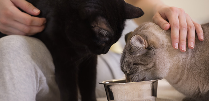 cats eating together