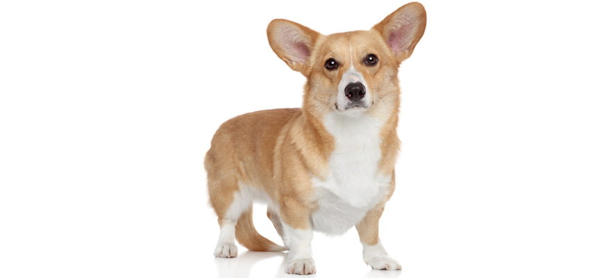 Best Dog Food for Corgis (Review & Buying Guide) in 2019