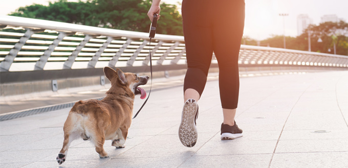 corgi running with the owner