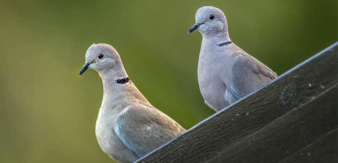 difference between pigeons and doves