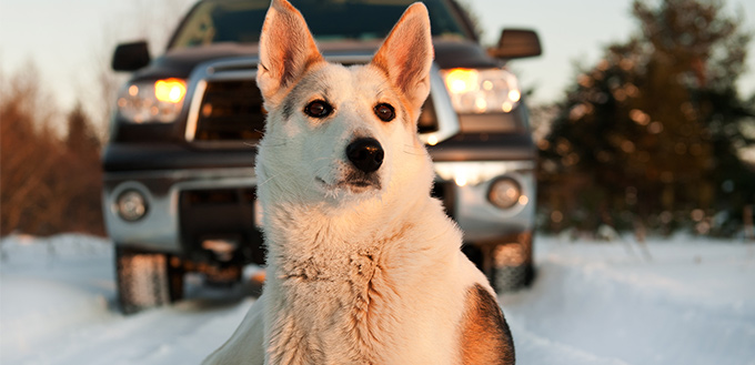 dog car safety