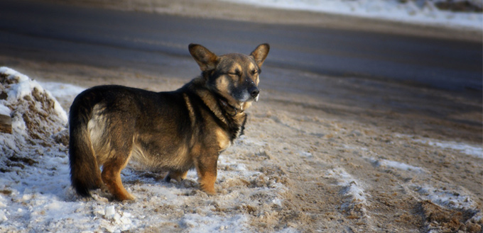 dog feels cold outside