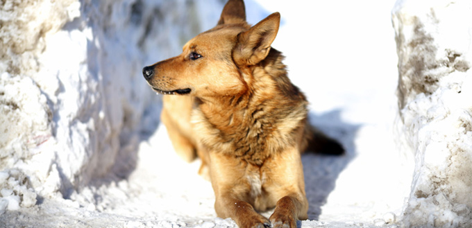 dog on the cold weather