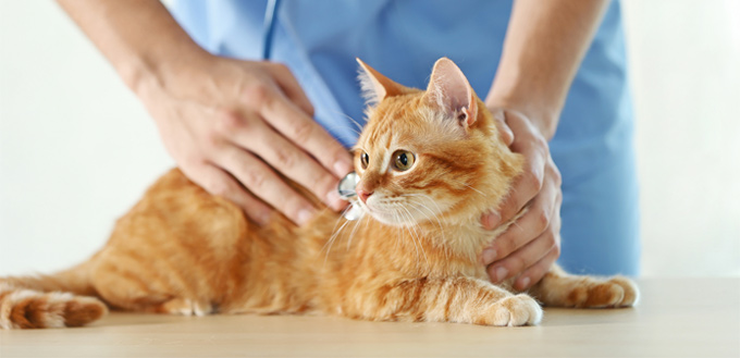 faster heart rate in cats