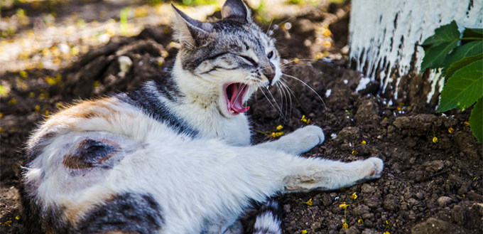 feline yawning