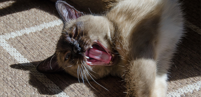 feline yawning
