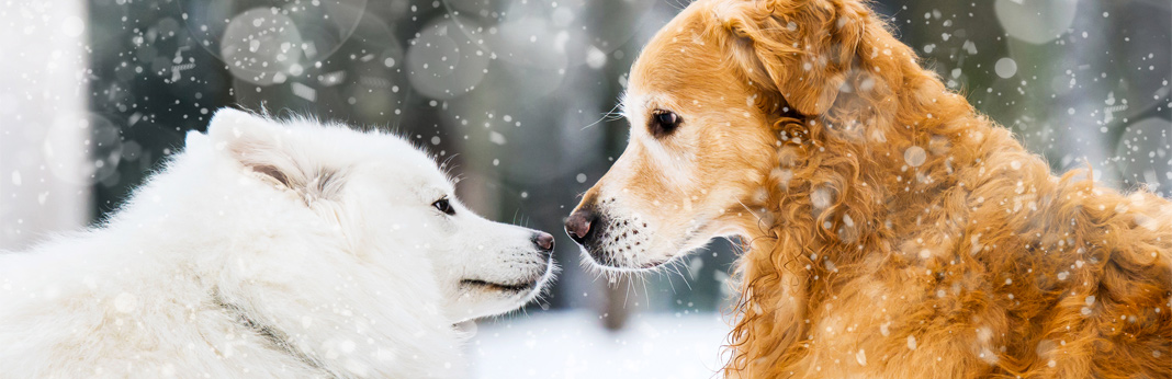 alaskan husky and golden retriever mix