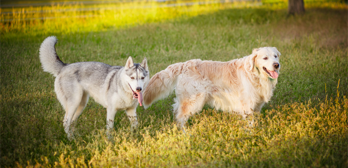 husky & golden retriever