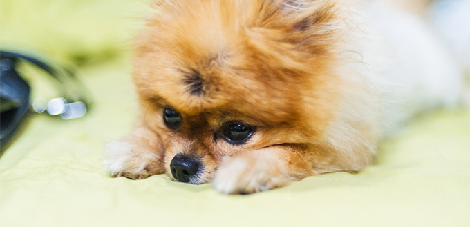 mixed pomchi