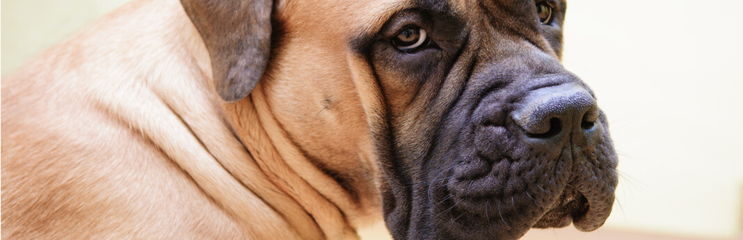 pitbull mastiff mix: breed facts & temperament