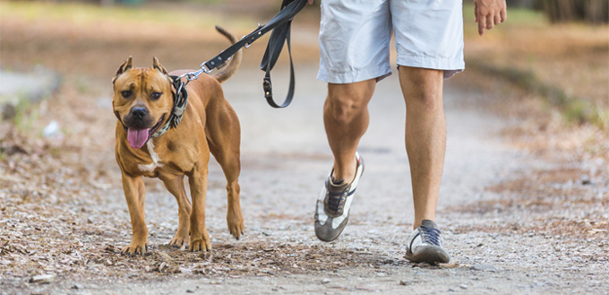 pitbull running with the owner