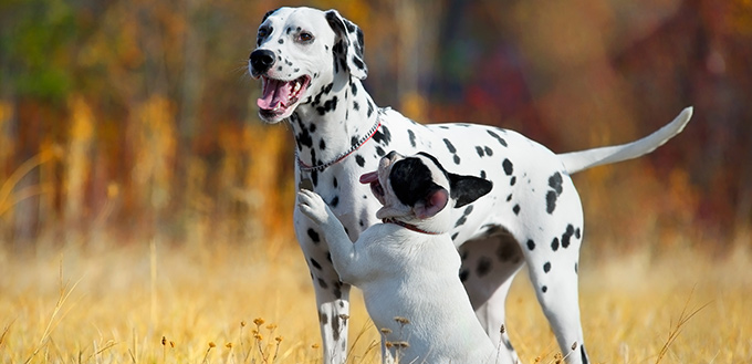 playdate for dogs