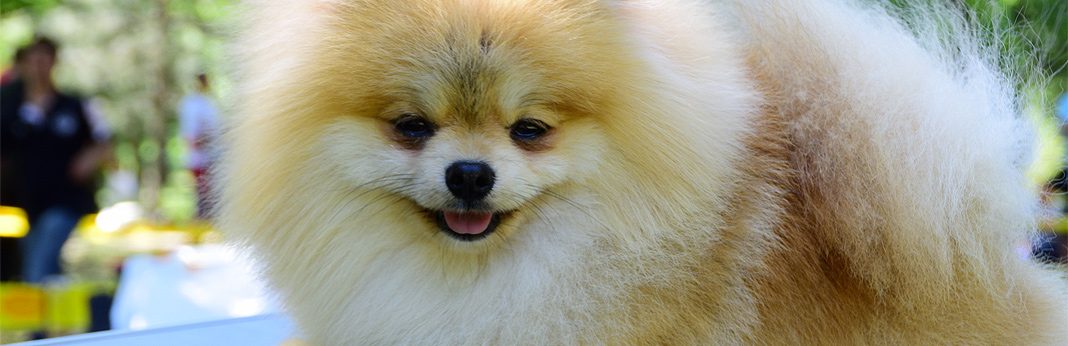 pomeranian and baby