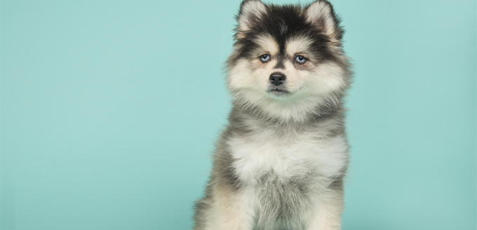 pomsky dog breed