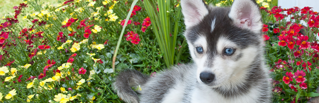 dog breed husky and pomeranian