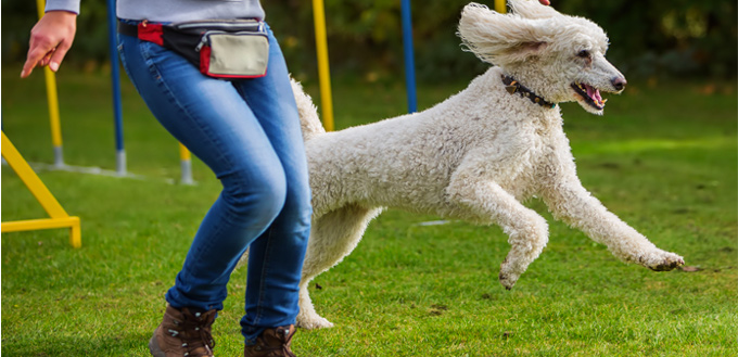 poodle running with the owner