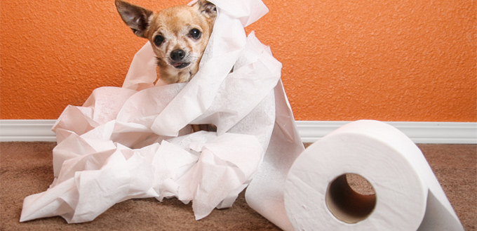 puppy in a bathroom