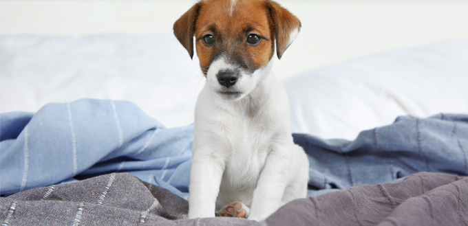 puppy in a bedroom