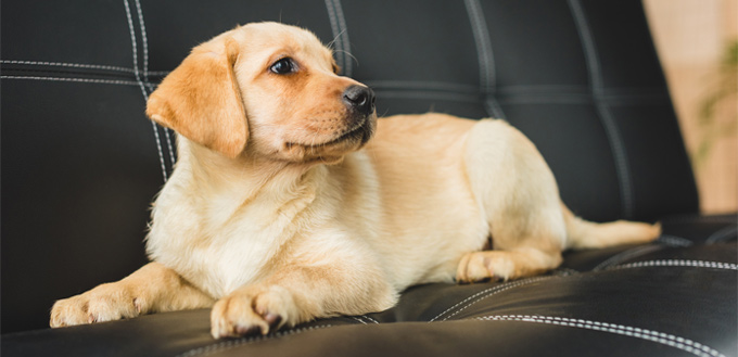 puppy in a room