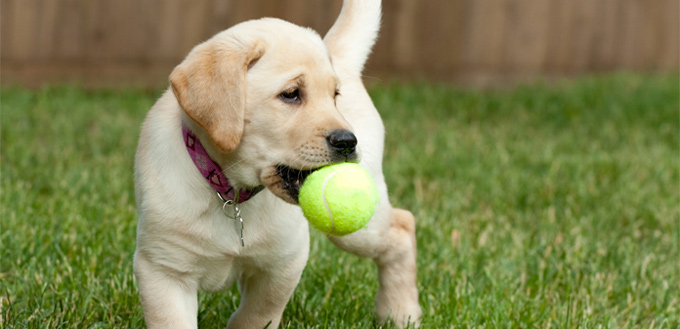 puppy playing