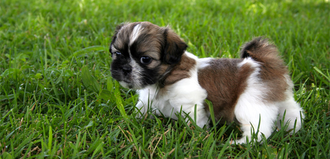 puppy shih tzu