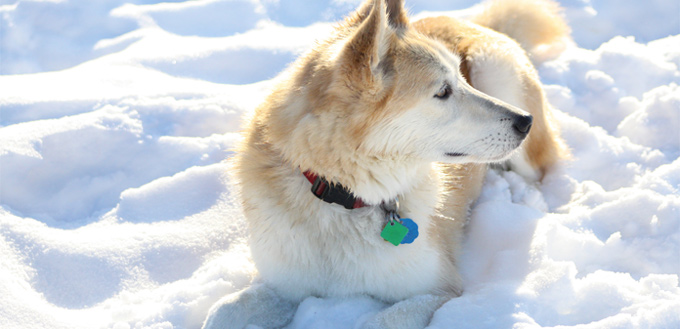 retriever husky mixed breed