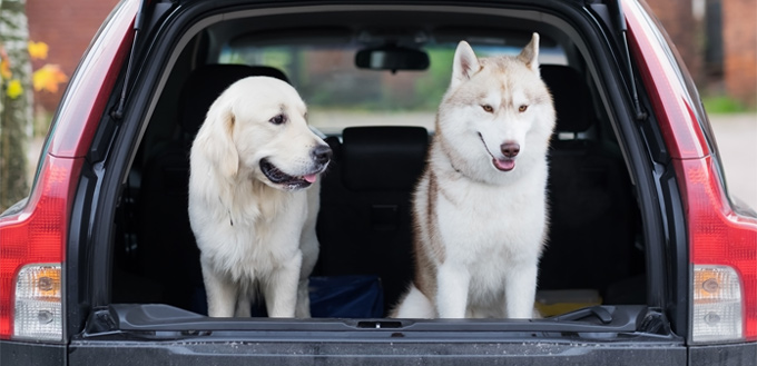 retriever & husky