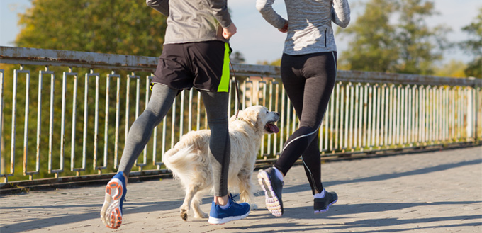 retriever running with its owners