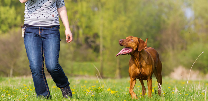 rhodesian ridgeback running with the owner