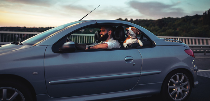 road trip with your pooch