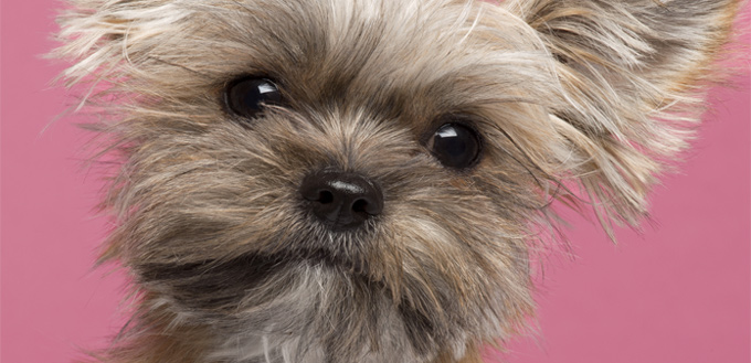 shih tzu yorkie dog mix