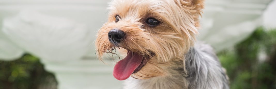 yorkie mix dogs