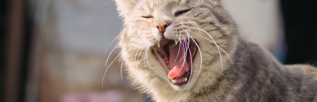 why do cats yawn