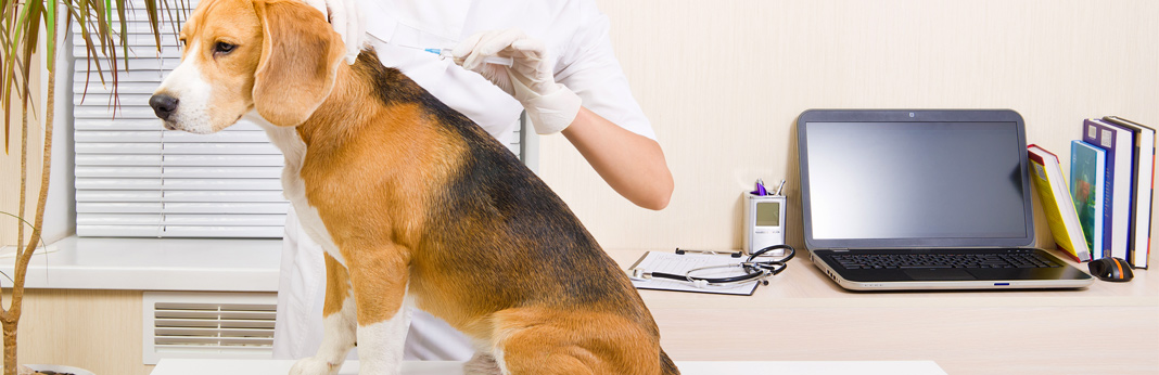10 reasons to microchip your dog