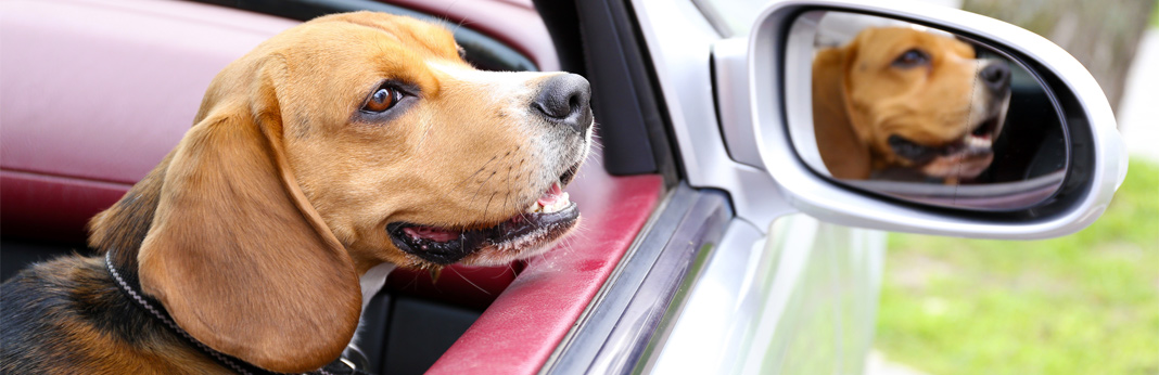 10 things people do that put their dogs in danger