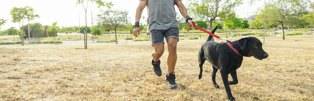 15 amazing dog walk tips