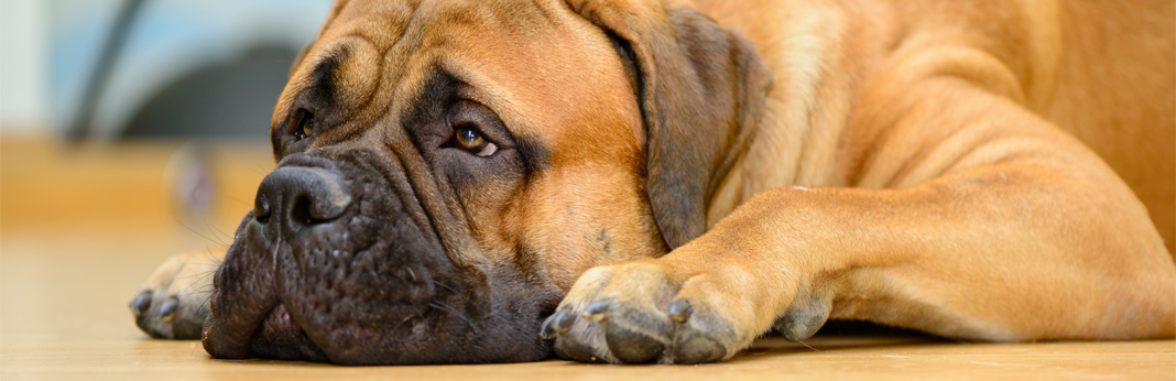 15 ways to relieve your dog’s boredom