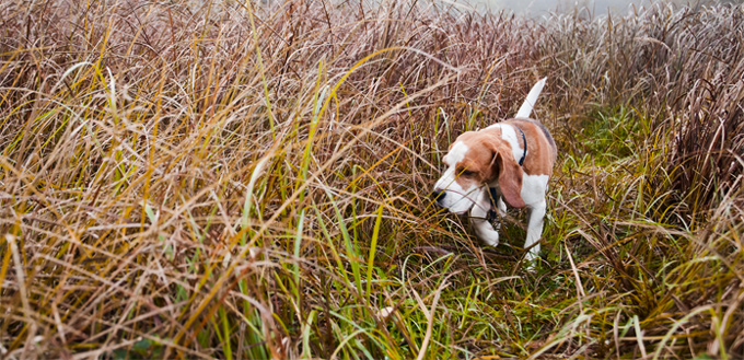 Attention Deficit Disorder in Dogs: Can Dogs Have ADHD?