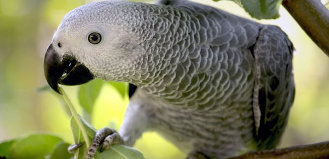 african grey parrot