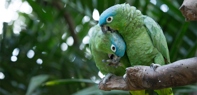 amazon parrots