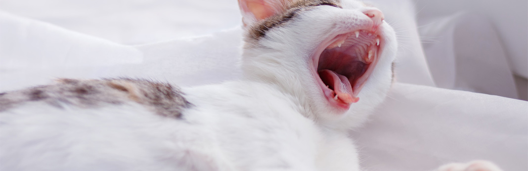 bad breath in cats - causes and treatments