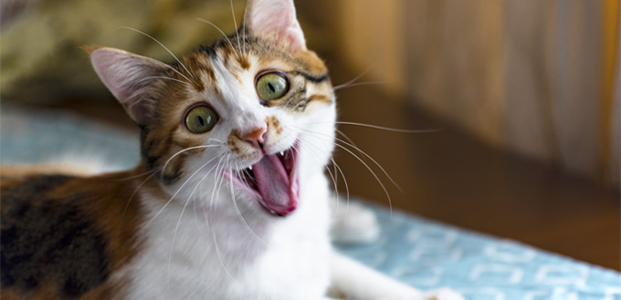 bad breath in cats