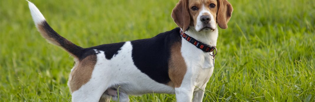 beagle lab cross