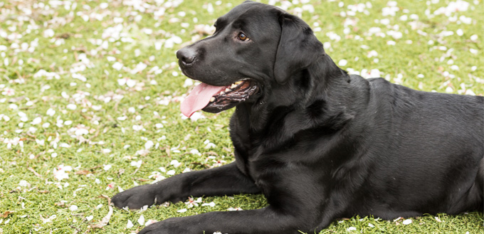 beagle lab mix