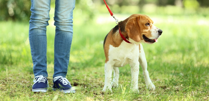 beagle parent