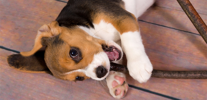 beagle playing