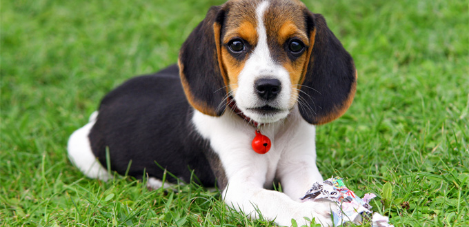 beagle puppy on the grass