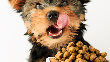Food Edible