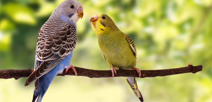 budgies