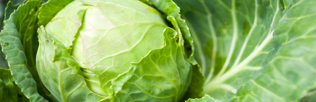 can dogs eat cabbage - nutritional guide